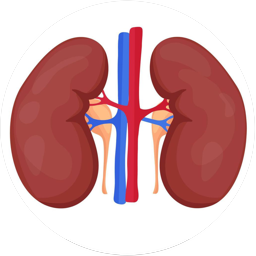 ULTRASONIDO RENAL (RIÑONES)
